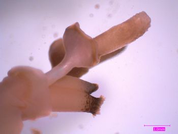 Media type: image;   Malacology 353431 Description: Specimen in ethanol;  Aspect: Whole animal
